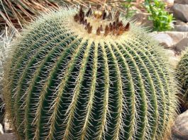 Cosa sono le piante grasse 1153 0 Cosa sono le piante grasse